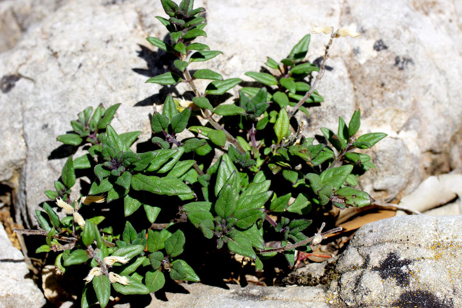 Ziziphora sardoa (=Acinos sardous) / Acino di Sardegna